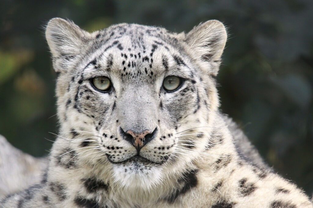 snow leopard, feline, predator-7894521.jpg