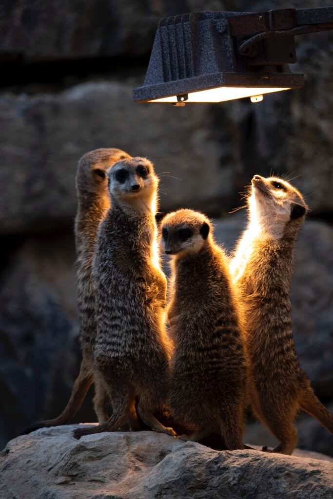 meerkats in rehabilitation