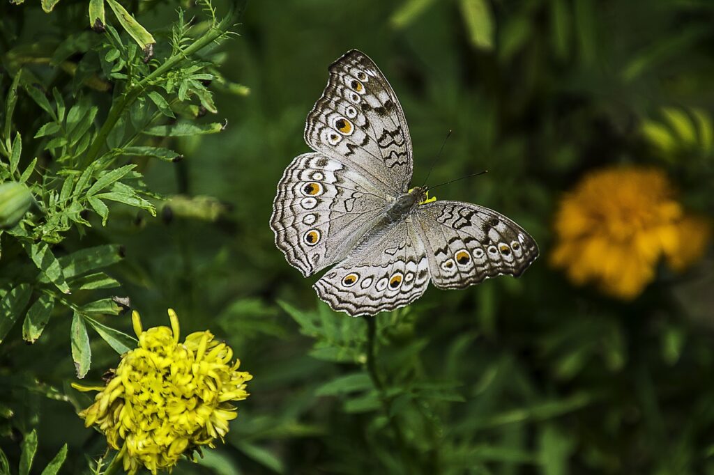 gray pansy, butterfly, plant-1644189.jpg