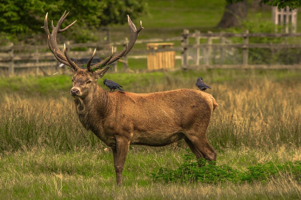 richmond, deer, the animal-952665.jpg