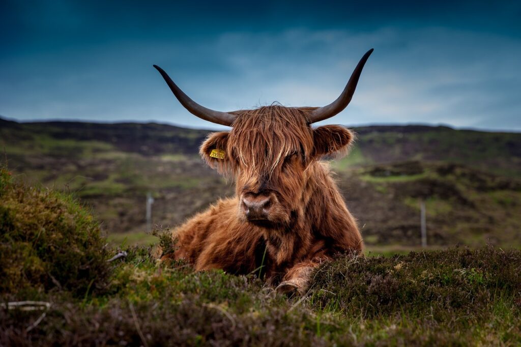 Scottish cattle