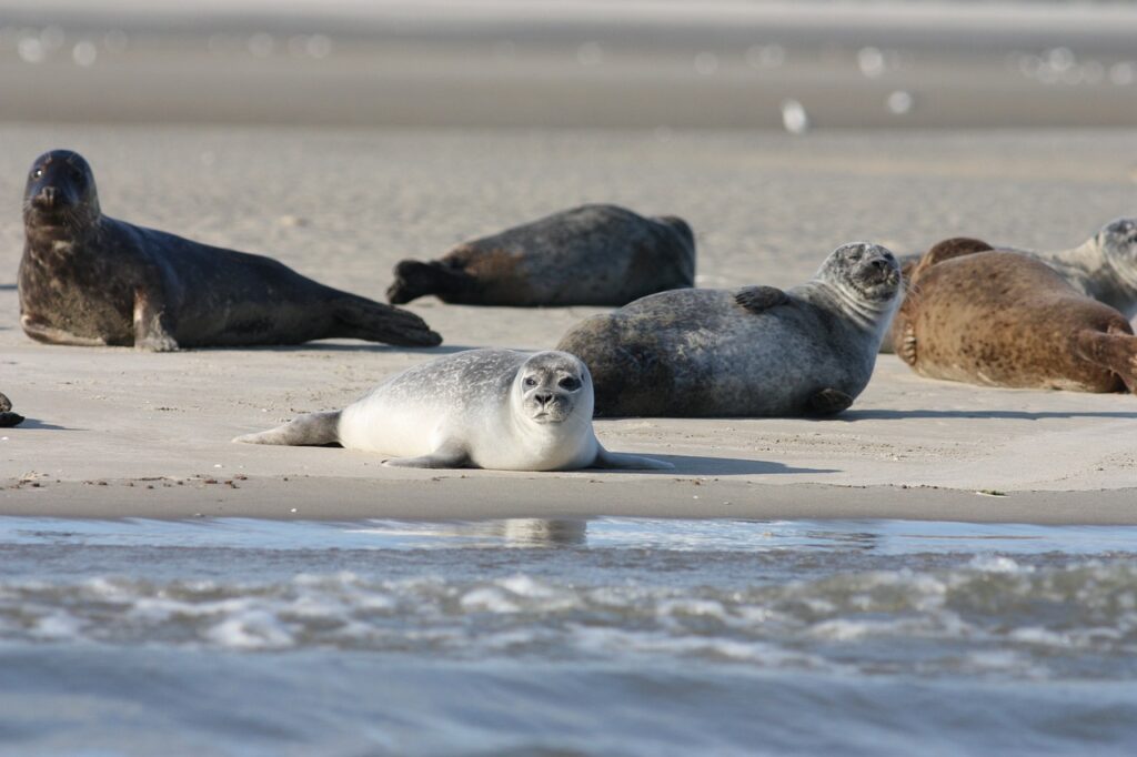 seals, coast, sea-5221527.jpg